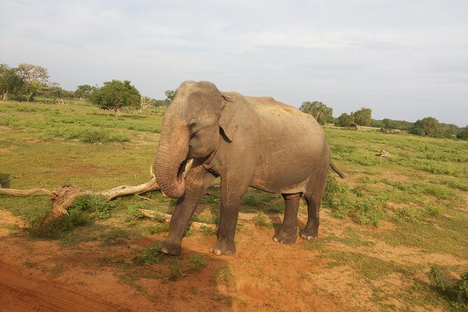 All Inclusive Udawalawe National Park Safari Day Tour from Colombo and Negombo - Final Reflection
