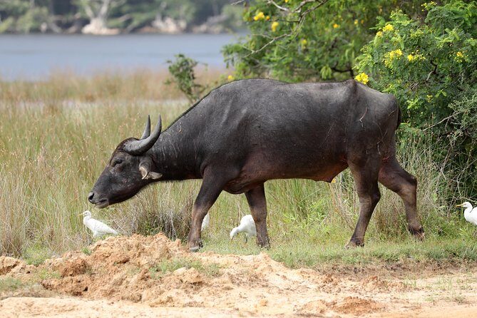 All Inclusive Wilpattu National Park Day Tour From Anuradhapura - Why This Tour Offers Great Value