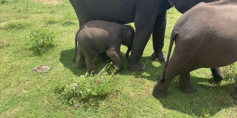 All inclussive Udawalawa National Park Safari From Colombo - The Itinerary in Detail