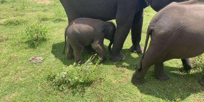 All inclussive Udawalawa National Park Safari From Colombo - The Itinerary in Detail