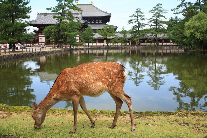 All must-sees in 3 hours - Nara Park Classic Tour! From JR Nara! - The Experience and Its Value