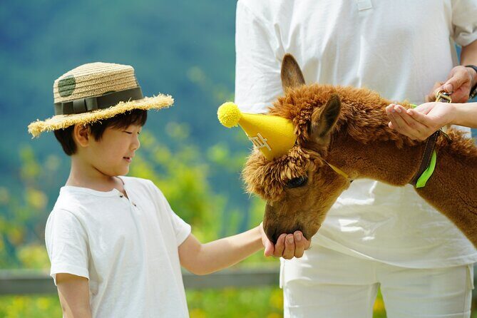 Alpaca World Tour with Nami Island & opt Railbike or Garden/Park - What to Expect and How to Prepare