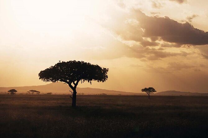 Amazing 4 Days Safari 3 Nights: Tarangire, Ngorongoro, Serengeti - Deep Dive into the Experience