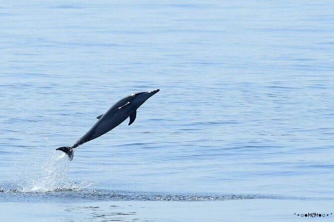 Amazing Dolphin Watching Tour In Muscat - Detailed Itinerary Breakdown