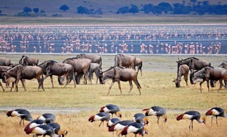 AMAZING SAFARI TOUR VIA LAKE MANYARA NATIONAL PARK - Whats Included and Whats Not