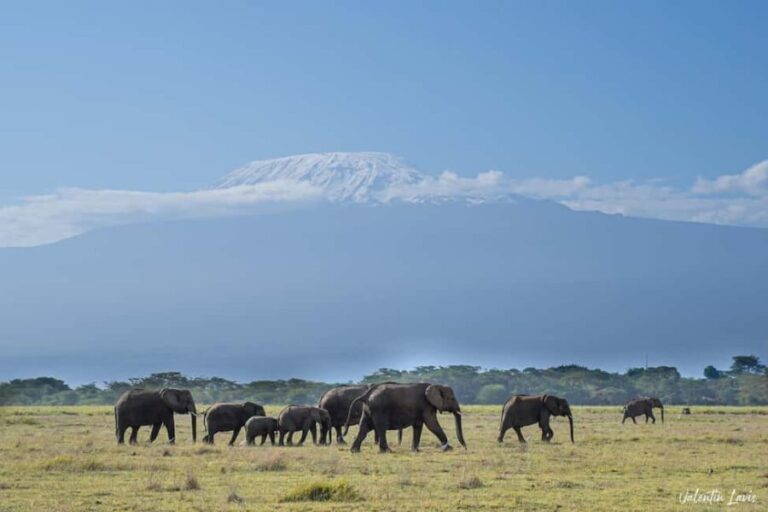 Amboseli: 3-Day Safari Adventure at Tortilis Camp - The Itinerary Breakdown: What to Expect
