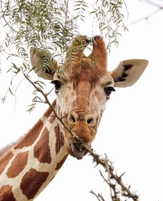 AMBOSELI: 3 DAYS AMBOSELI BUDGET GROUP JOINING SAFARI - What’s Included & What’s Not