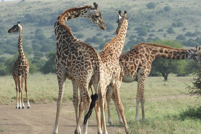 Amboseli day Escape: Private Tour - Insights from Travelers