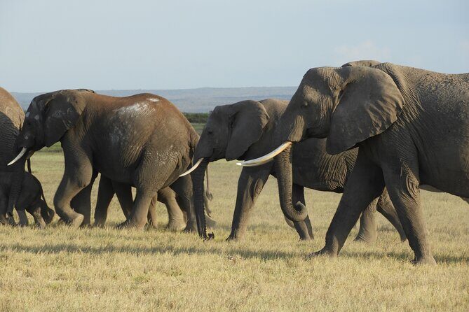 Amboseli Day Tour from Nairobi - What Makes This Tour Stand Out?