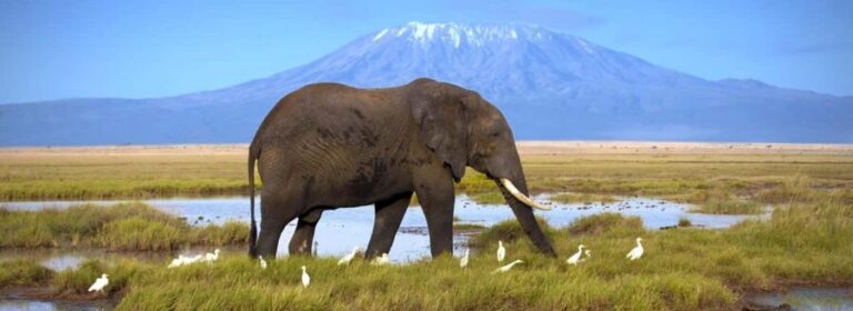Amboseli: Day Trip in a 4X4 (WiFi & Picnic Lunch Included) - Final Thoughts: Is this Trip for You?