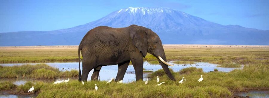 Amboseli: Day Trip in a 4X4 (WiFi & Picnic Lunch Included) - Final Thoughts: Is this Trip for You?