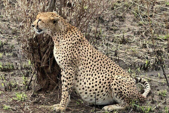 Amboseli day trip with pick up - Analyzing the Value: What Does $141 Get You?