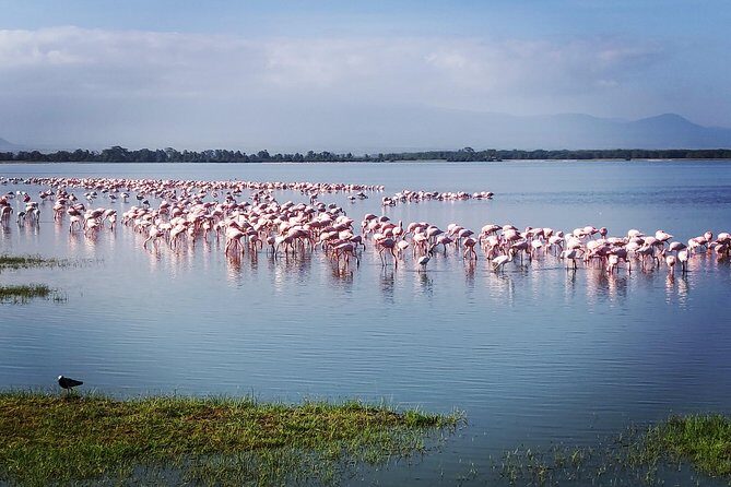 Amboseli Day Trip!! - What You Can Expect on the Tour
