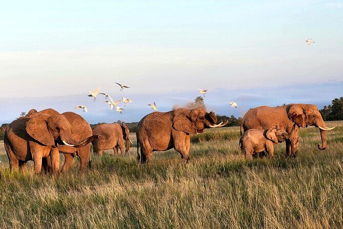 Amboseli & Nairobi National Park 3 Day Safari - What Makes This Tour Stand Out?