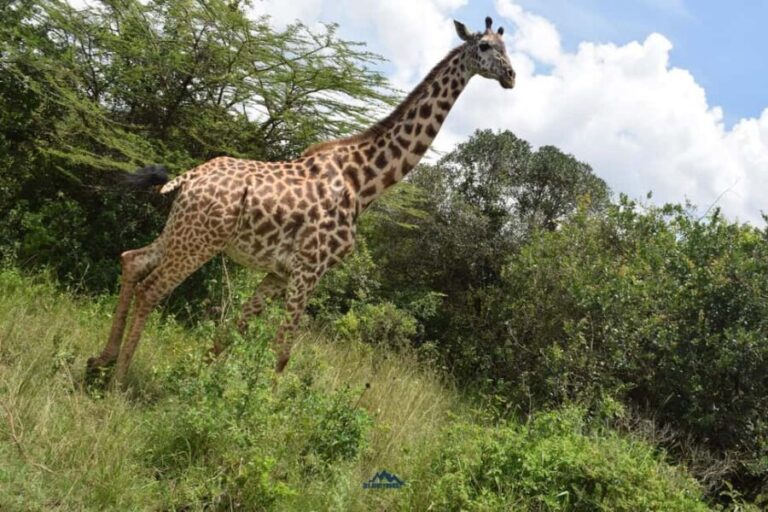 Amboseli National Park: 2-Day 1 Night Safari - How the Itinerary Unfolds
