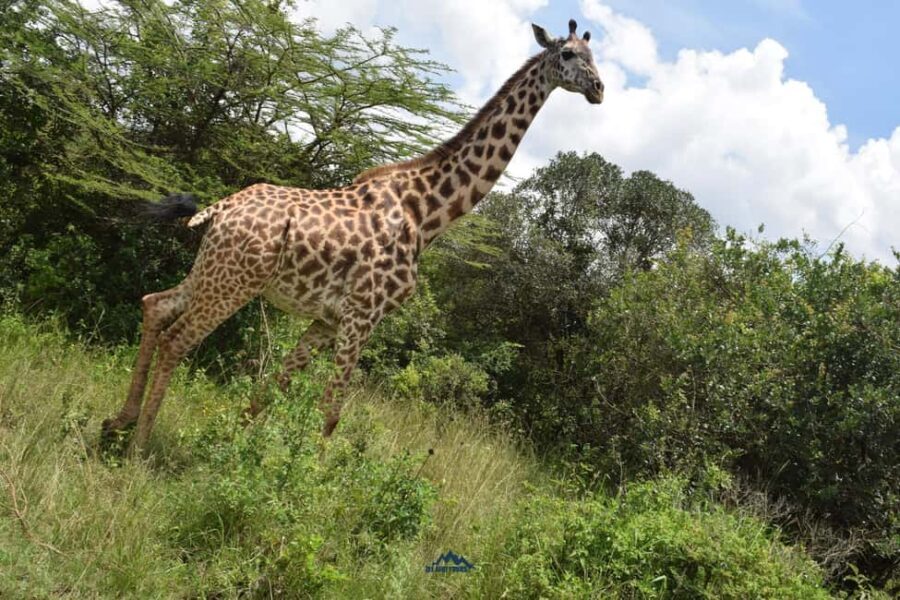 Amboseli National Park: 2-Day 1 Night Safari - How the Itinerary Unfolds