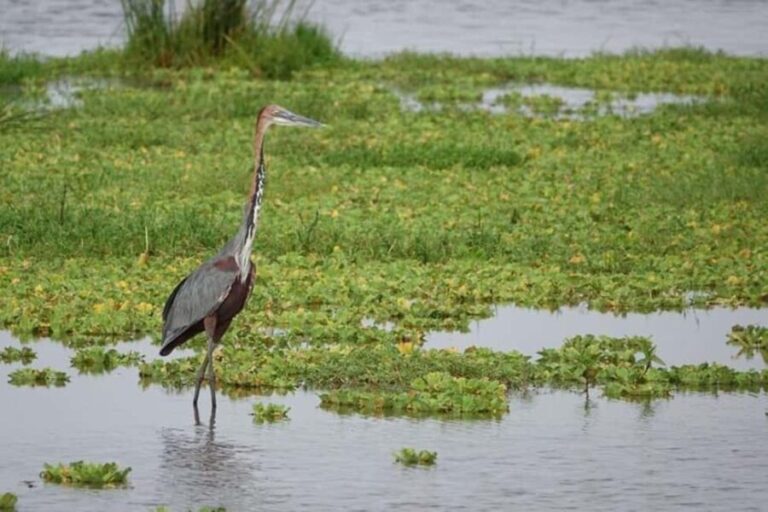 Amboseli National Park Day Safari From Nairobi With Lunch - A Detailed Look at the Amboseli Day Safari