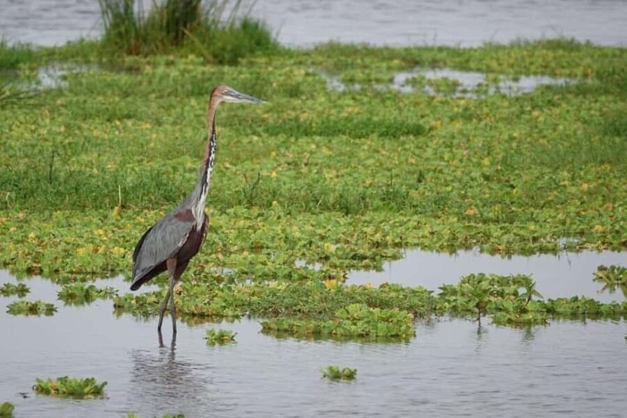 Amboseli National Park Day Safari From Nairobi With Lunch - A Detailed Look at the Amboseli Day Safari