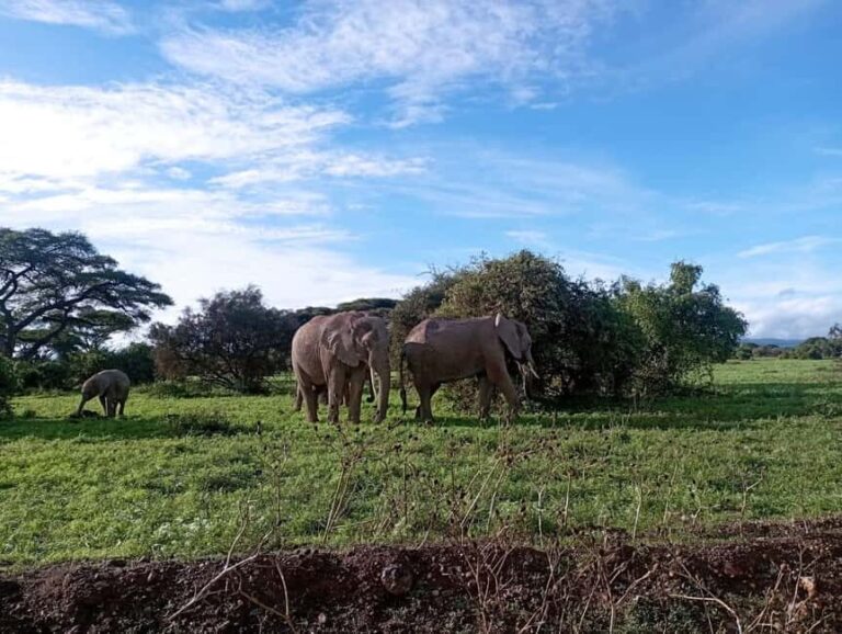 Amboseli national park day tour - The Itinerary: What to Expect on Your Day Trip