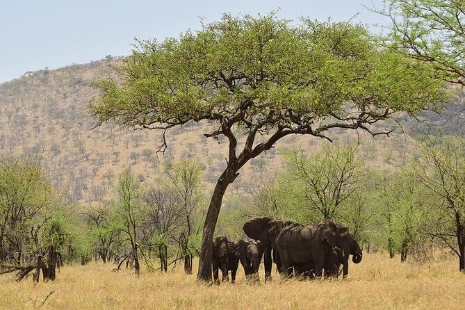 Amboseli National Park Day tour; Free Wifi Connection - Wildlife and Scenic Highlights
