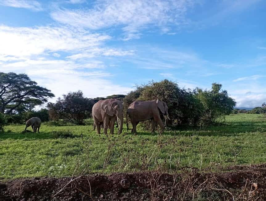 Amboseli national park day tour - The Itinerary: What to Expect on Your Day Trip