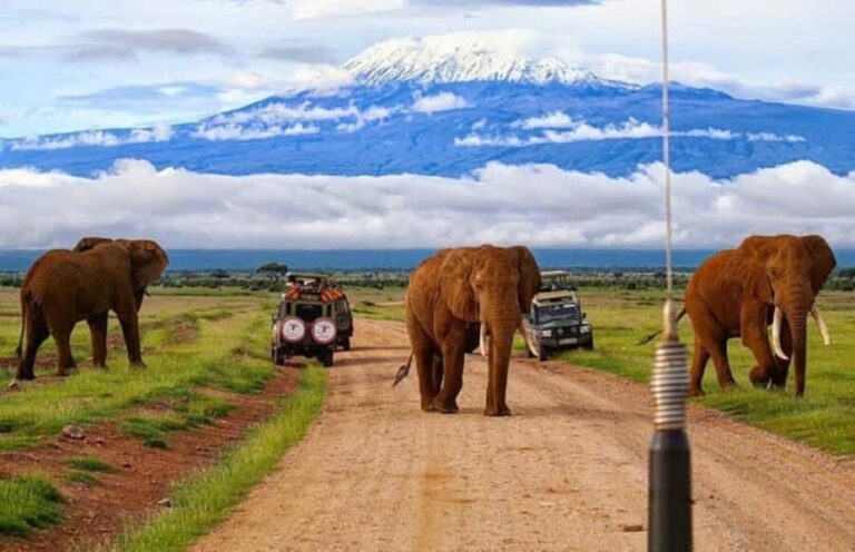 Amboseli National Park Day Trip and Maasai Village Visit - The Bottom Line