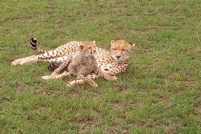 Amboseli National park Day trip:Mt kilimanjaro Views - Key Points