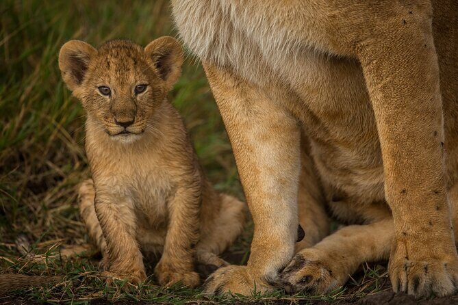 Amboseli National Park for 1 night and 2 days - Day 2: A Morning of Wildlife and Return to Nairobi