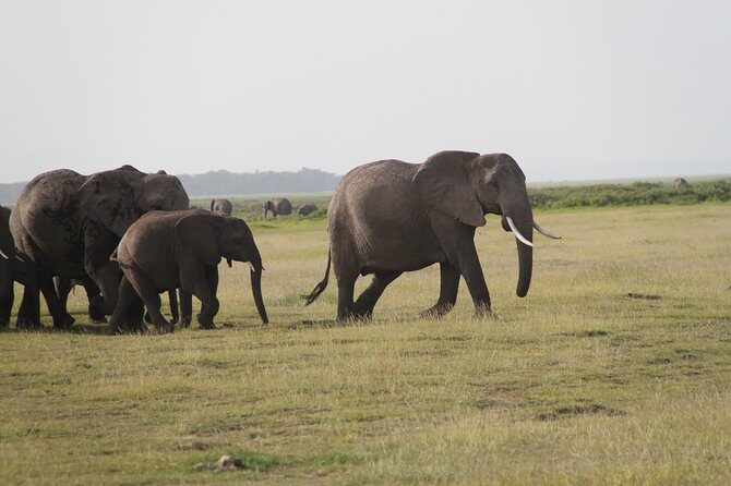 Amboseli National Park Full Day Guided Tour - What’s Included and What’s Not
