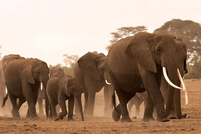 Amboseli national park private Day tour from Nairobi - Who Will Love This Tour?