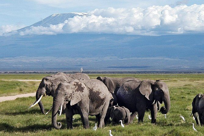 Amboseli Park & Kilimanjaro views Day tour - Final Thoughts: Who is this tour best for?