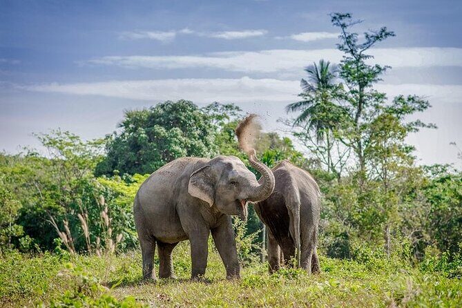 An Afternoon with the Elephants at Phuket Elephant Sanctuary - Transportation and Group Size