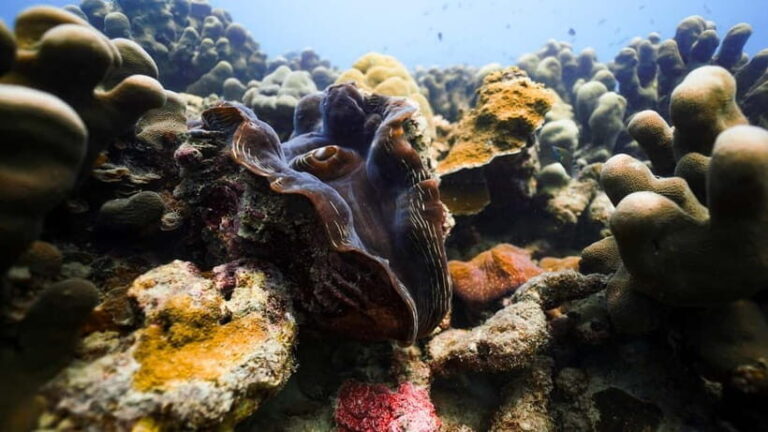 Andaman: Havelock Scuba Diving by PADI 5-Star Dive Center - What Makes This Experience Valuable?