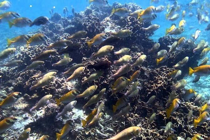 Ang Thong National Marine Park Full Day Tour - Practical Insights for Travelers