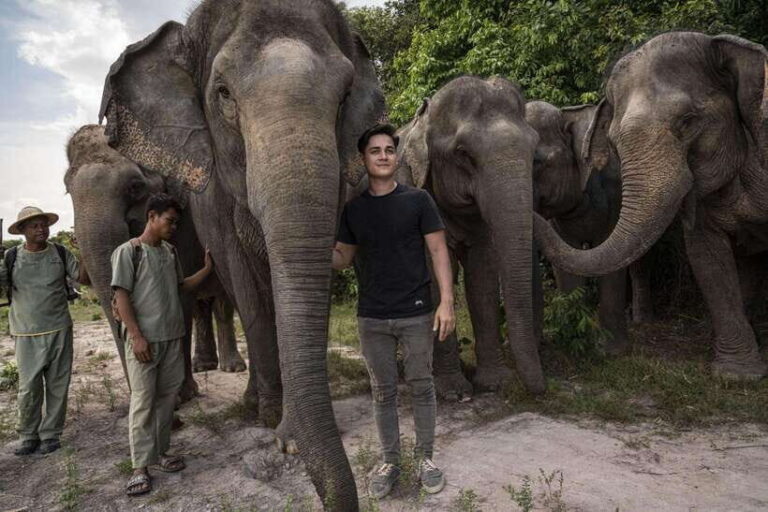 Angkor Wat Temples & Kulen Elephant Forest Day Tour - Who Is This Tour Best For?