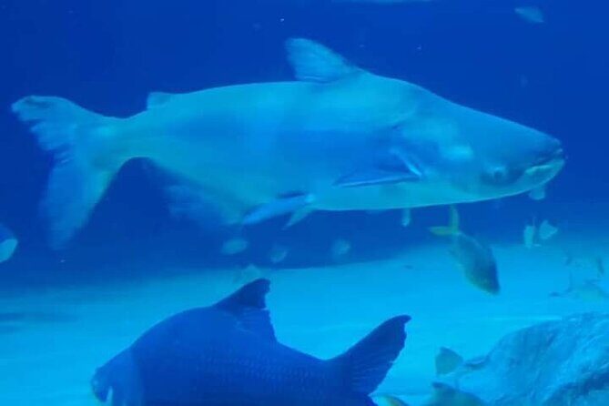 Angkor Wildlife & Aquarium Halfday tour - Why We Love the Experience