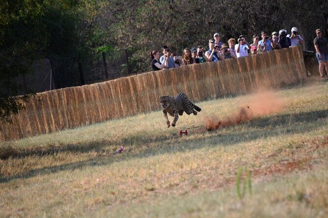 Ann Van Dyk Cheetah Centre Half-Day Tour from Johannesburg - The Wildlife You’ll Encounter