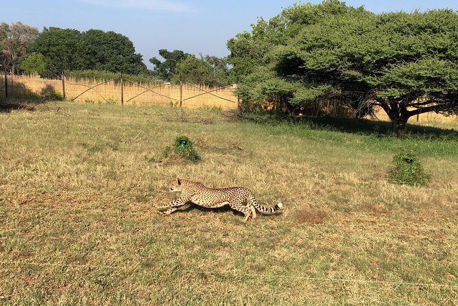 Ann Van Dyk Cheetah Centre Tour from Johannesburg or Pretoria - Authenticity and Value