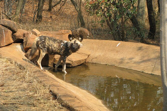 Ann Van Dyk Cheetah Centre Tour from Johannesburg or Pretoria - The Sum Up