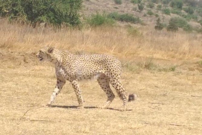 Ann van Dyk Cheetah Centre - Key Points