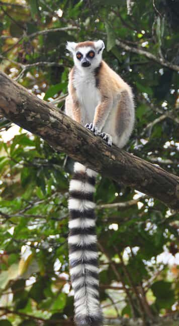 Antananarivo: Lemurs Park & City Tour - Exploring Antananarivo’s Royal Past