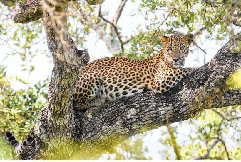 Anuradhapura: Morning or Evening Safari at Wilpattu -Private - Pricing & Value Analysis