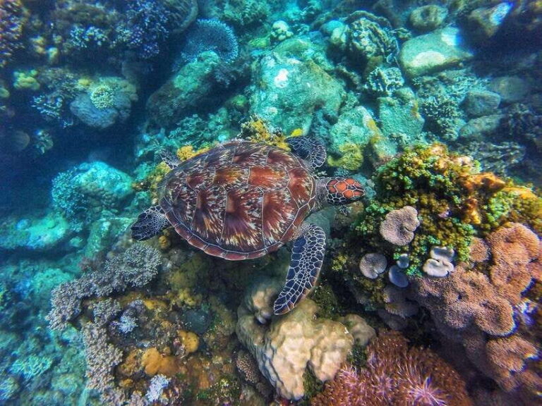 Apo Island Wonders: Snorkel with Sea Turtles in Dumaguete - Who Will Love This Tour?