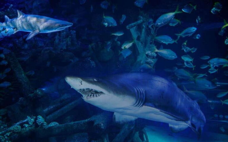 Aquarium KLCC, KL Tower, TRX, and PNB 118 Tour - The Practical Side: Whats Included and Whats Not