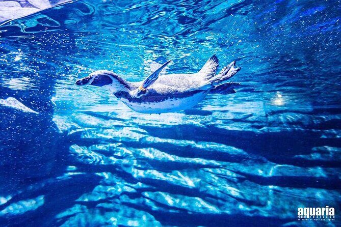 Aquarium Phuket and AR Trick Eye Museum Combo Tickets - Who Will Love This Experience?