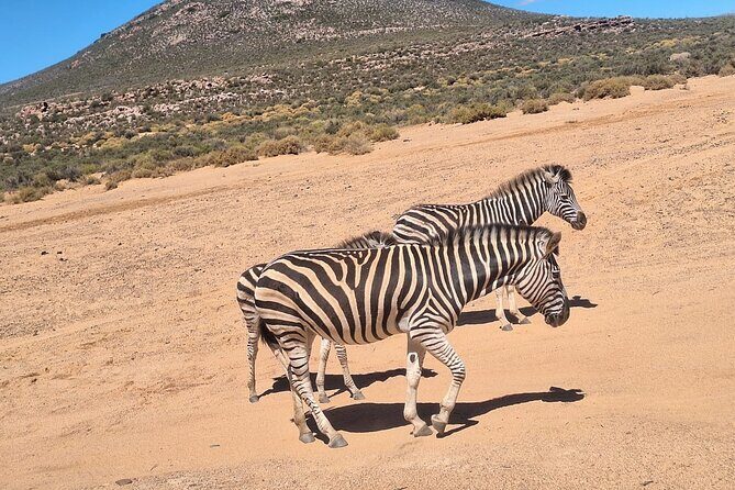 Aquila Game Reserve Big 5 Safari with Wine Tasting and Lunch - The Main Event: Aquila Game Reserve Safari