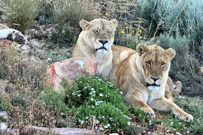 Aquila Game Reserve Safari with Park Fees, Transport & Lunch - What Sets This Tour Apart