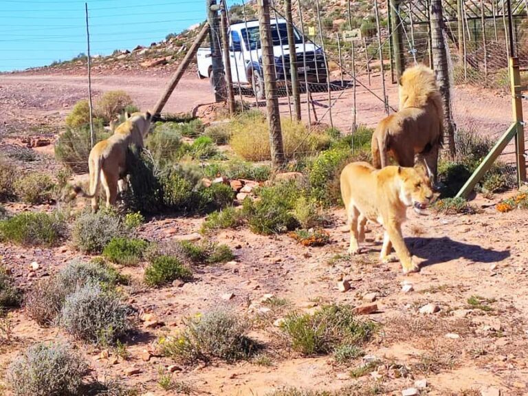 Aquila Private Game Reserve Full Day Safari - The Value and Practicalities