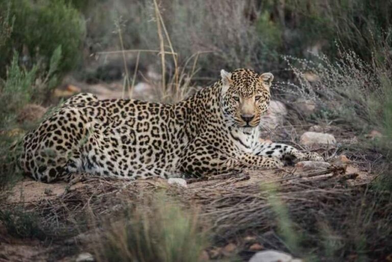 Aquila: Safari Game Drive - The Practical Aspects