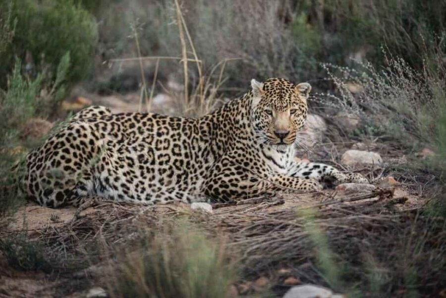 Aquila: Safari Game Drive - The Practical Aspects